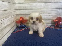Barney, a male Cavalier King Charles Spaniel and Cavachon for sale in Fulton, KS – 3 of 6