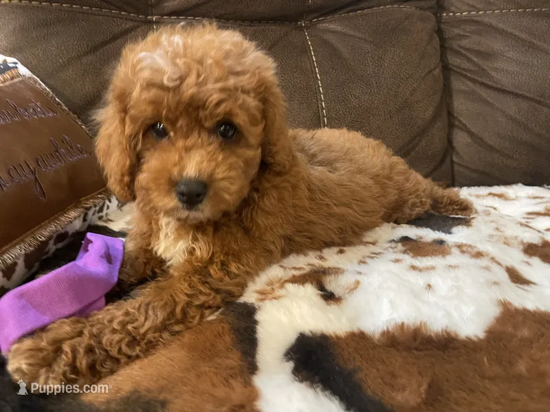 Sydney – Cavapoo, Cavalier King Charles Spaniel puppy for sale in Fulton, KS