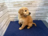 Ruth, a female Golden Irish for sale in Fulton, KS – Photo 2 of 3