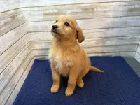 Ruth, a female Golden Irish for sale in Fulton, KS – Photo 1 of 3