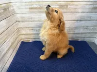 Ruth, a female Golden Irish for sale in Fulton, KS – Photo 3 of 3