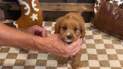 Duke, a male Cavapoo and Cavalier King Charles Spaniel for sale in Fulton, KS – 6 of 6