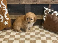 Baxter, a male Cavapoo and Cavalier King Charles Spaniel for sale in Fulton, KS – 3 of 7