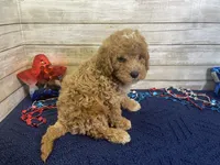 Spencer, a male Cavapoo and Cavalier King Charles Spaniel for sale in Fulton, KS – 5 of 7