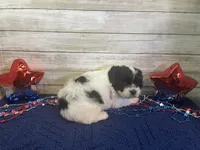 Fred, a male Cavalier King Charles Spaniel and Cavachon for sale in Fulton, KS – 6 of 6