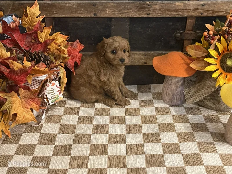 Axel – Cavapoo, Cavalier King Charles Spaniel puppy for sale in Fulton, KS