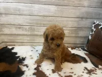 Sophie, a female Cavapoo and Poodle - Miniature  for sale in Fulton, KS – 6 of 6