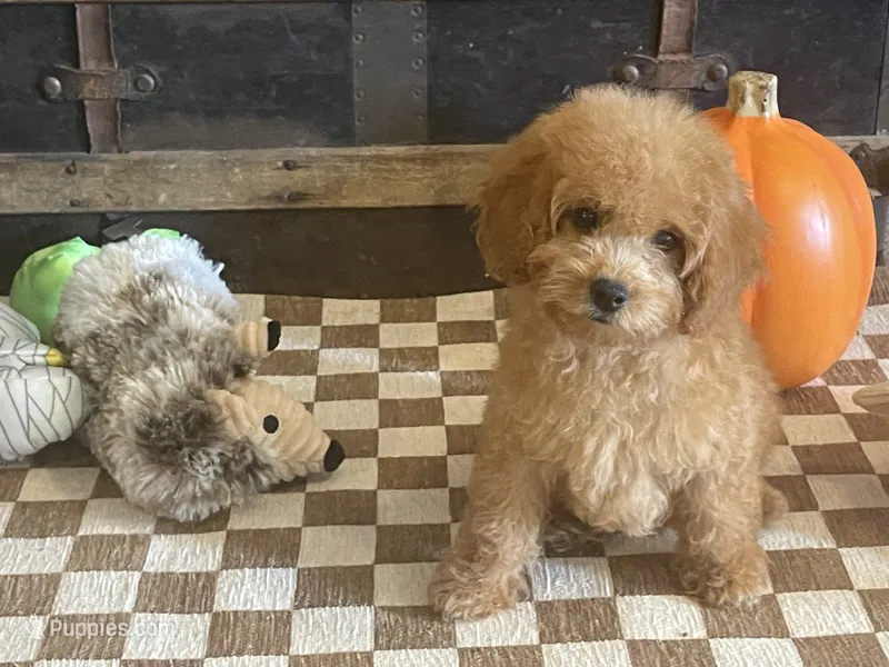 Sophie – Cavapoo, Poodle - Miniature  puppy for sale in Fulton, KS