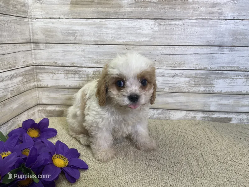 Barney – Cavalier King Charles Spaniel, Cavachon puppy for sale in Fulton, KS