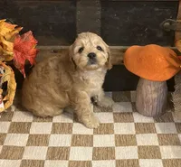 Author, a male Cavapoo and Cavalier King Charles Spaniel for sale in Fulton, KS – 3 of 5