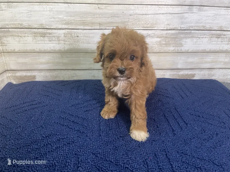 Kate – Cavapoo, Cavalier King Charles Spaniel puppy on hold in Fulton, KS