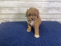 Kate, a female Cavapoo and Cavalier King Charles Spaniel for sale in Fulton, KS – 1 of 5