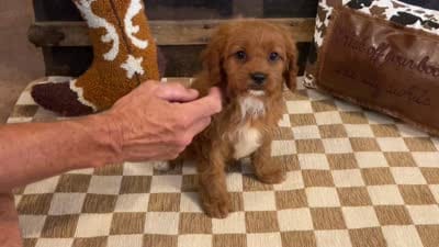 Diesel, a male Cavapoo and Cavalier King Charles Spaniel for sale in Fulton, KS – 5 of 5