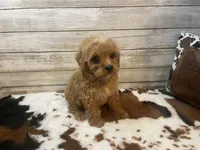 Scooter, a male Cavapoo and Poodle - Miniature  for sale in Fulton, KS – 4 of 8