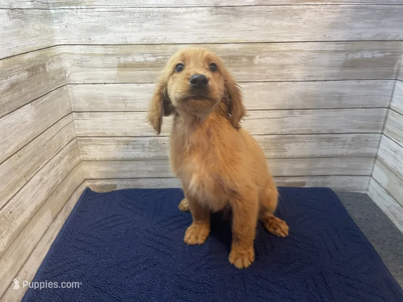 Sadie – Golden Irish puppy for sale in Fulton, KS