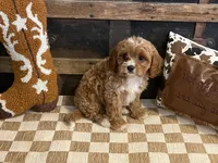 Dexter, a male Cavapoo and Cavalier King Charles Spaniel for sale in Fulton, KS – 3 of 6