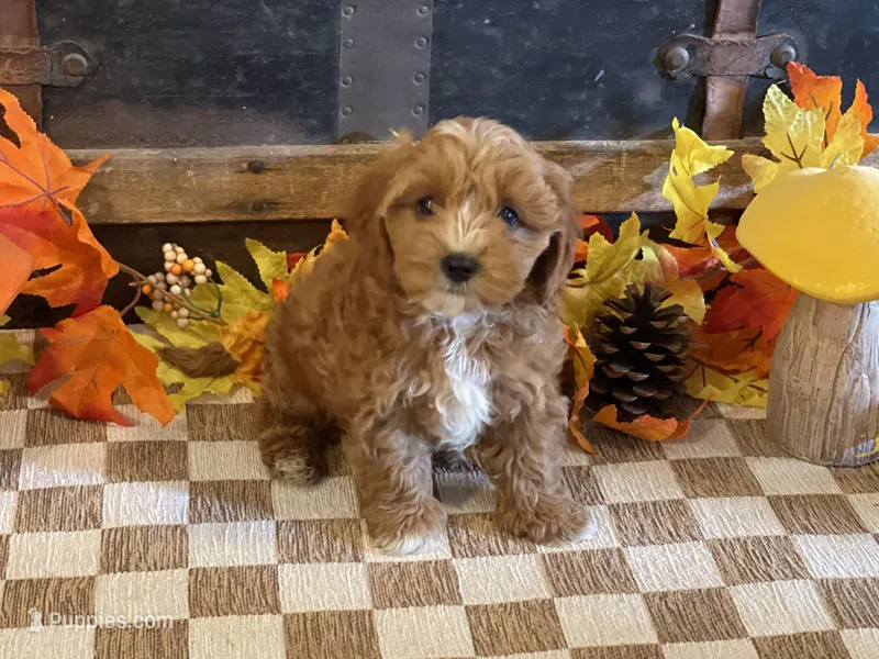 Max – Cavapoo, Cavalier King Charles Spaniel puppy for sale in Fulton, KS