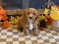 Max, a male Cavapoo and Cavalier King Charles Spaniel for sale in Fulton, KS – 1 of 6