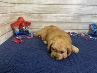 Sherman, a male Cavapoo and Cavalier King Charles Spaniel for sale in Fulton, KS – 4 of 8