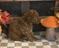 Annie, a female Cavapoo and Cavalier King Charles Spaniel for sale in Fulton, KS – 2 of 6