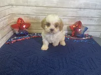 Barney, a male Cavalier King Charles Spaniel and Cavachon for sale in Fulton, KS – 4 of 6