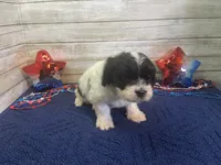 Fred, a male Cavalier King Charles Spaniel and Cavachon for sale in Fulton, KS – 3 of 6