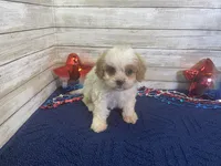 Barney, a male Cavalier King Charles Spaniel and Cavachon for sale in Fulton, KS – 5 of 6