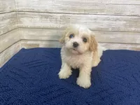 Chester, a male Cavachon for sale in Fulton, KS – Photo 3 of 8