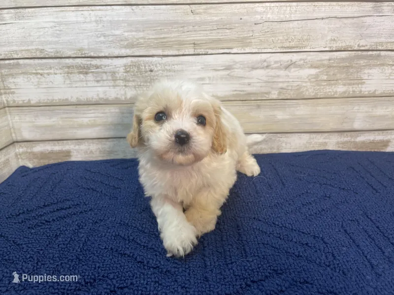 Chester, a male Cavachon for sale in Fulton, KS – Photo 1 of 8