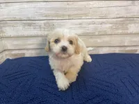 Chester, a male Cavachon for sale in Fulton, KS – Photo 1 of 8