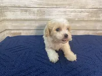 Chester, a male Cavachon for sale in Fulton, KS – Photo 5 of 8