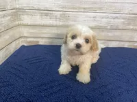 Chester, a male Cavachon for sale in Fulton, KS – Photo 6 of 8