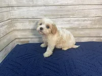 Chester, a male Cavachon for sale in Fulton, KS – Photo 8 of 8