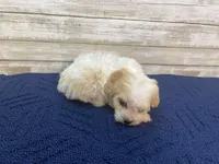 Chester, a male Cavachon for sale in Fulton, KS – Photo 7 of 8