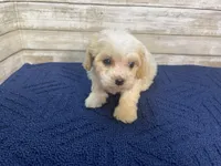 Chester, a male Cavachon for sale in Fulton, KS – Photo 2 of 8