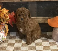 Annie, a female Cavapoo and Cavalier King Charles Spaniel for sale in Fulton, KS – 3 of 6