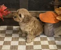 Arial, a female Cavapoo and Cavalier King Charles Spaniel for sale in Fulton, KS – 2 of 5