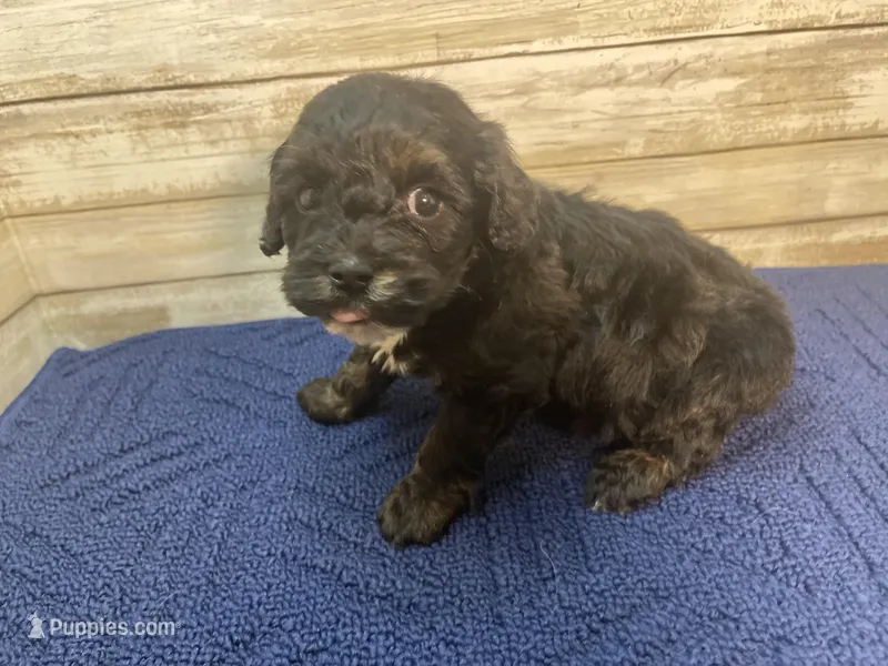 Bobby – Cavapoo puppy for sale in Fulton, KS