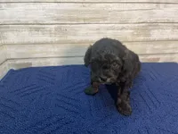 Bobby, a male Cavapoo for sale in Fulton, KS – Photo 4 of 5