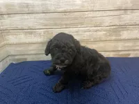 Bobby, a male Cavapoo for sale in Fulton, KS – Photo 2 of 5