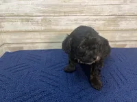 Bobby, a male Cavapoo for sale in Fulton, KS – Photo 3 of 5