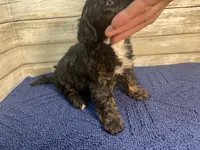 Bobby, a male Cavapoo for sale in Fulton, KS – Photo 5 of 5