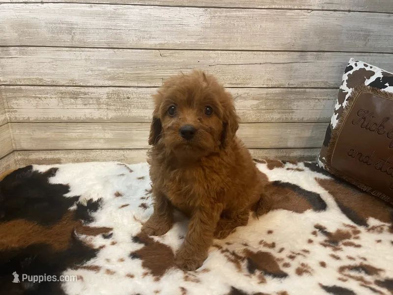 Sugar – Cavapoo, Poodle - Miniature  puppy for sale in Fulton, KS
