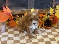 Milo, a male Cavapoo and Cavalier King Charles Spaniel for sale in Fulton, KS – 5 of 7