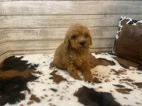 Stanley, a male Cavapoo and Poodle - Miniature  for sale in Fulton, KS – 2 of 7