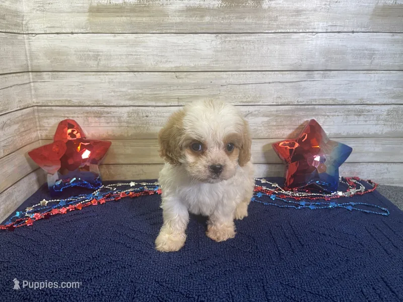 Barney – Cavalier King Charles Spaniel, Cavachon puppy for sale in Fulton, KS