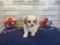 Barney, a male Cavalier King Charles Spaniel and Cavachon for sale in Fulton, KS – 1 of 6