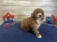 Sophie, a female Cavapoo and Cavalier King Charles Spaniel for sale in Fulton, KS – 7 of 8