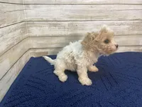 Dixie, a female Cavachon for sale in Fulton, KS – Photo 3 of 4