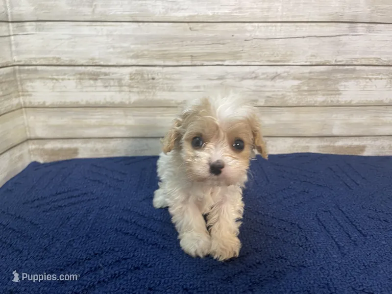 Dixie – Cavachon puppy for sale in Fulton, KS